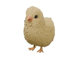 Pet Chick