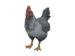 Pet Chicken | Catalana (Grey)