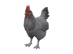 Pet Chicken | Catalana (Black)