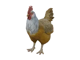 Pet Chicken | Catalana (Black White Head)