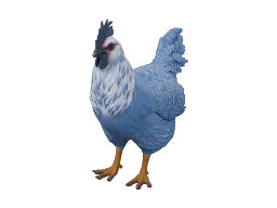 Pet Chicken | Catalana (Blue)