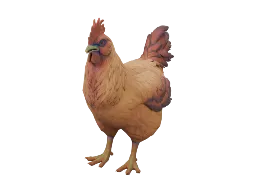 Pet Chicken | Catalana (Dark Orange)