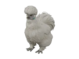 Pet Chicken | Silkie (White)