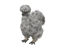 Pet Chicken | Silkie (Splash)