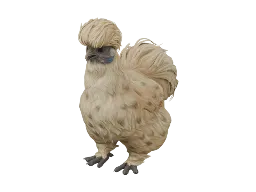 Pet Chicken | Silkie (Leopard)
