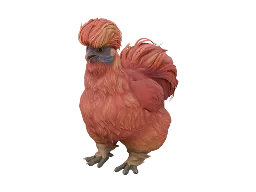 Pet Chicken | Silkie (Red)