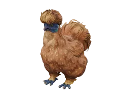 Pet Chicken | Silkie (Orange)