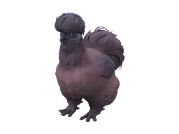 Pet Chicken | Silkie (Purple)