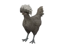 Pet Chicken | Polish (Black with White Head)