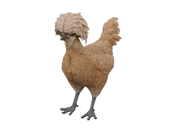 Pet Chicken | Polish (Brown)
