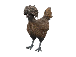 Pet Chicken | Polish (White with Black Wing Tips)