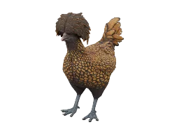 Pet Chicken | Polish (Brown with Black Wing Tips)