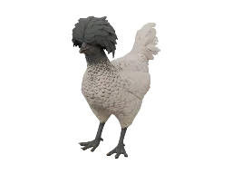 Pet Chicken | Polish (White Black Head)